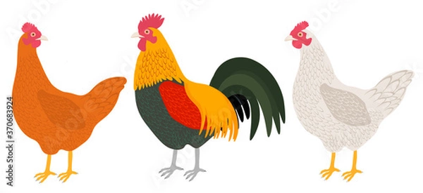 Obraz Set chicken and rooster vector illustration