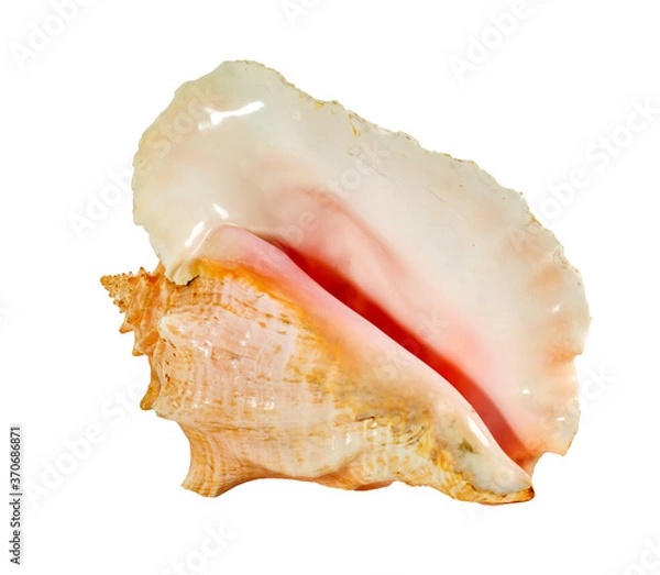 Fototapeta Sea shell isolated on a white background. Beautiful seashell