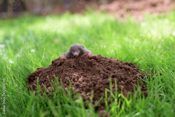 Fototapeta A mole has emerged on the surface of the soil in a vegetable garden