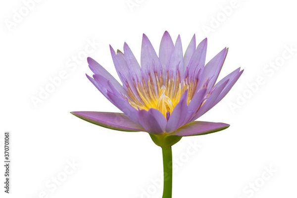 Fototapeta Water lily isolated on white background. Water lily has rhizomes and flows underground. And send the flowers to the surface There are beautiful flowers to watch throughout the year. Late in the mornin