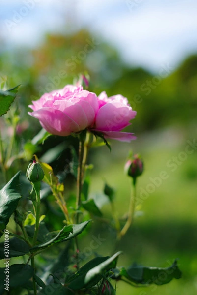 Obraz ピンクのバラ