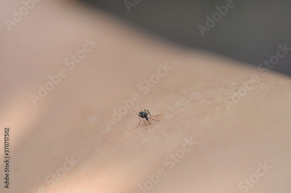 Obraz moustique tigre