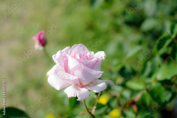 Fototapeta ピンクのバラ