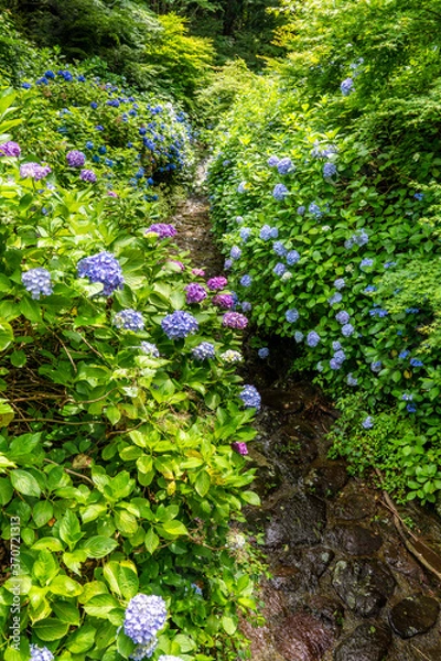 Fototapeta あじさい