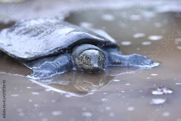 Obraz The Malayan softshell turtle is found in Brunei, Indonesia, Java, Kalimantan, Malaysia, Myanmar, the Philippines, Sabah, Sarawak, Singapore, and Sumatra.