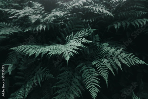Obraz Abstract close-up view of a fern leaf. Concept of green virgin and fresh nature