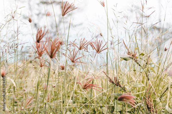 Obraz Summery Fields