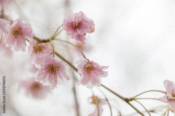 Obraz Boston's Springtime