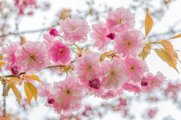 Obraz Boston's Spring