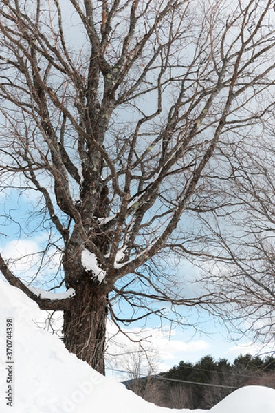 Obraz Winter in Maine