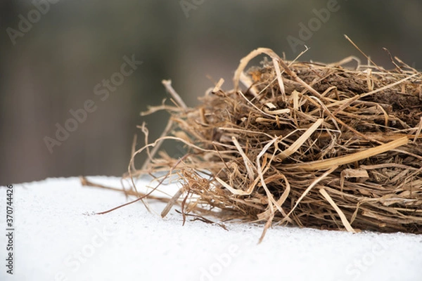 Obraz Fallen Bird's Nest