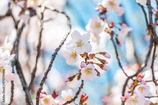 Obraz Boston's Spring