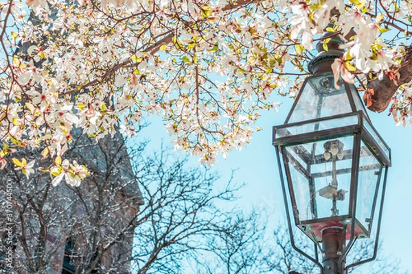 Obraz Boston's Spring