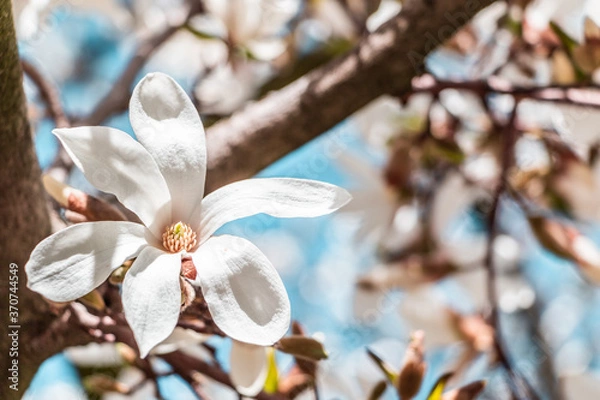 Obraz Boston's Spring