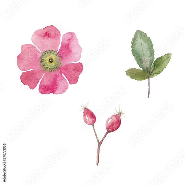 Fototapeta Paint set of hand-drawn watercolor rose hip flowers on a white background. Use for menus, invitations, wedding