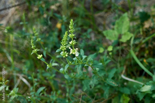 Fototapeta Stachys recta