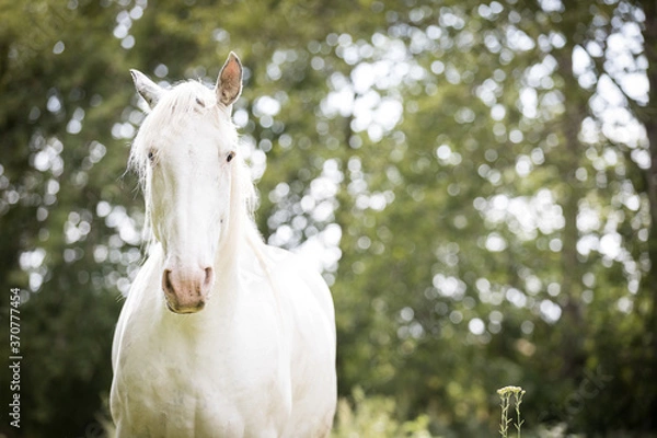 Obraz Portrait eines weißen Hengstes 