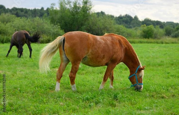 Fototapeta The hungry draft red horse with the blue halter is flicking its tail in the pasture.