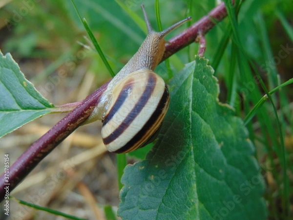 Fototapeta snail on a leaf