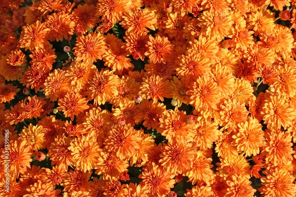 Fototapeta Orange Mums