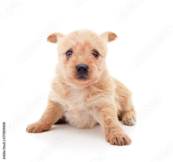 Obraz One white dog.