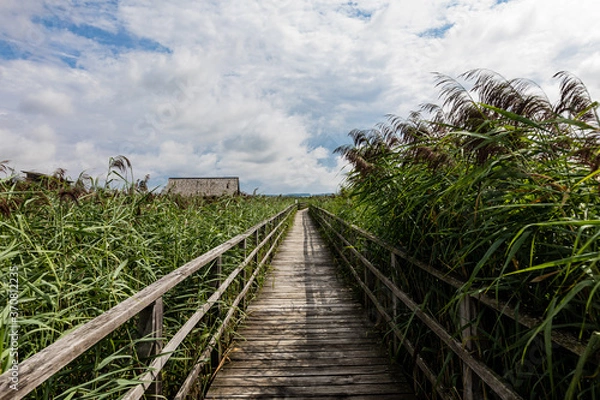 Obraz Long Empty Wooden Walkway Amidst Reeds
