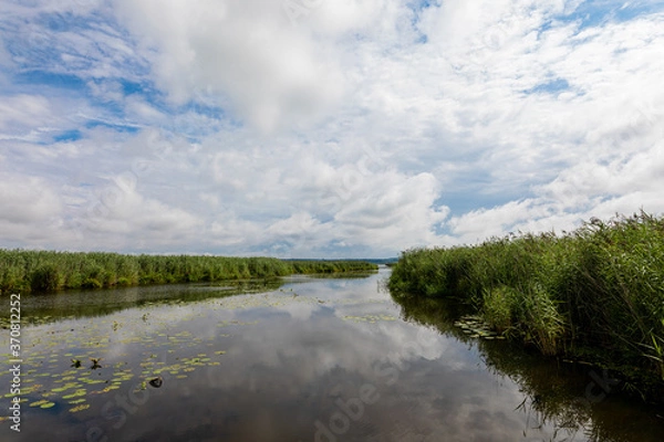 Fototapeta Reflection Of Clouds On Federsee Amidst Green Reeds