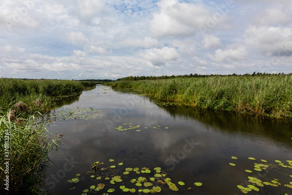 Obraz Leaves Floating On Federsee Amidst Green Reeds