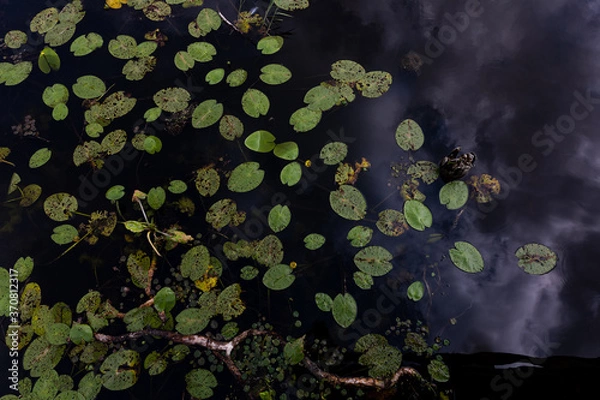 Obraz Green Lily Pads Floating On Federsee