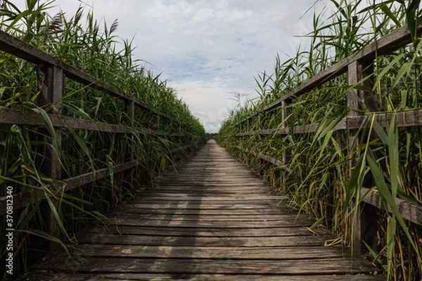 Obraz Long Empty Wooden Walkway Amidst Green Reeds