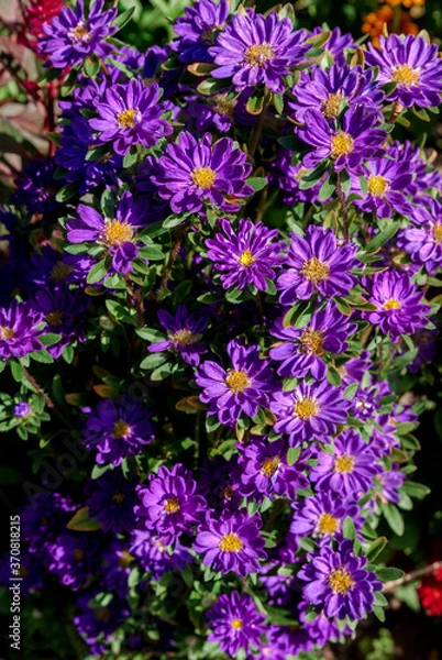 Fototapeta China Acter (Callistephus chinensis) in garden