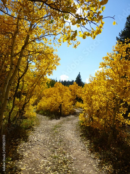 Obraz trees in autumn