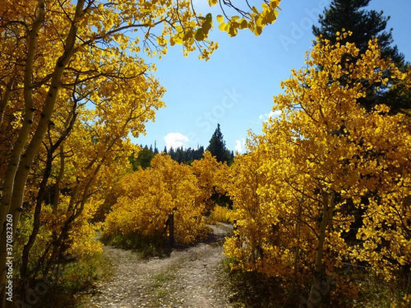 Obraz trees in autumn