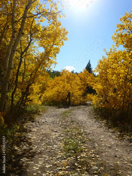 Obraz trees in autumn