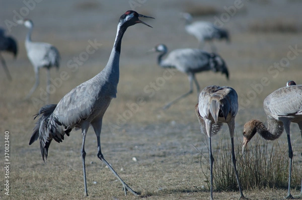 Obraz Żurawie zwyczajne Grus grus na łące.
