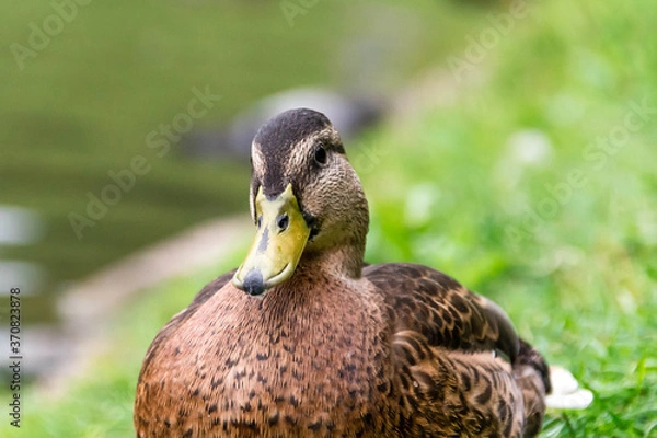 Fototapeta  gray duck on the grass in the summer in the Park close-up.