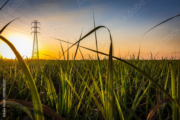 Obraz Sugar cane field and electric line transmission at Brazil’s Coutryside at sunset.