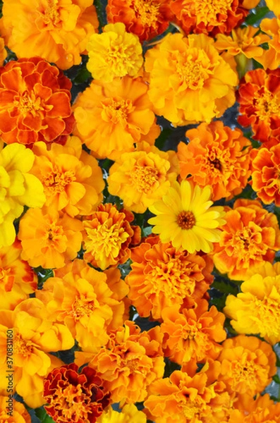 Obraz Marigold flowers pattern - totally orange