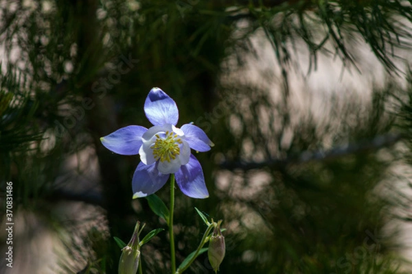 Obraz columbine