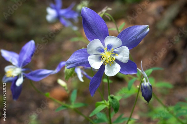 Obraz columbine