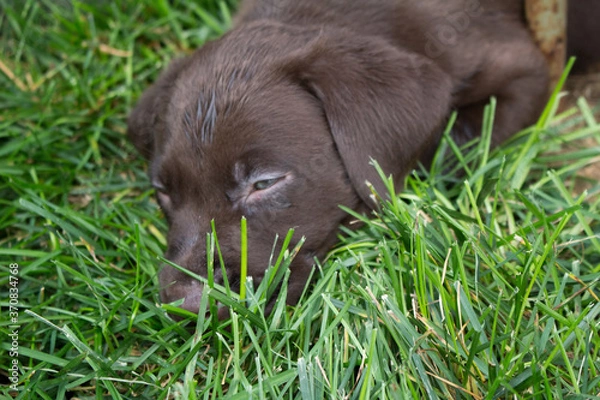 Obraz puppy in grass