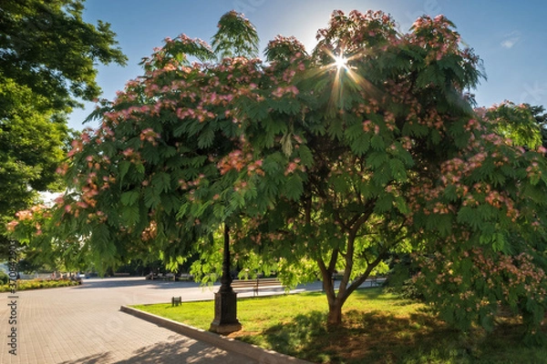 Obraz Albizia julibrissin blooms in Sevastopol with fluffy bright pink flowers. Primorsky Boulevard in Sevastopol, Crimea.