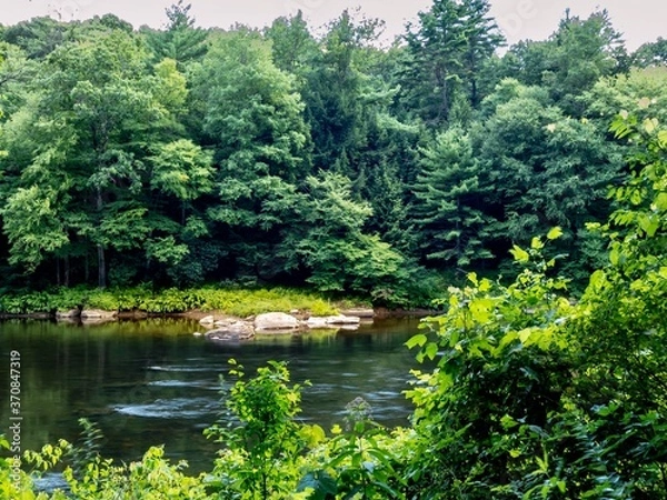Obraz Clarion river in Cook Forest State Park in Pennsylvania near the Allegheny National Forest.  Lots of green trees along the river!