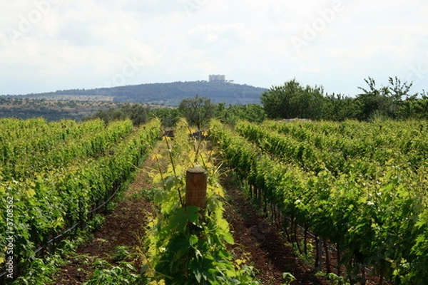 Fototapeta vigneto