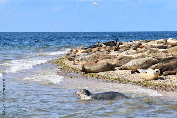 Obraz North Norfolk is home to the largest seal colony in England Grey seals bob in the waves while common seals accompanied by their pups are seen lying on the sandy beach waiting for their food to go down