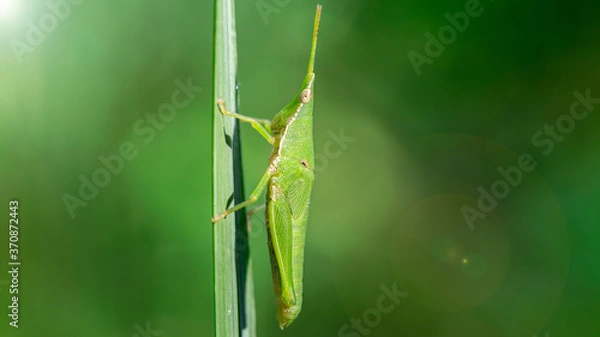 Obraz green locust climbing a blade of grass. grasshoppers are part of the orthoptera family, they have strong posterior legs to jump far. this one looks like a unicorn with its long antennas. Thailand