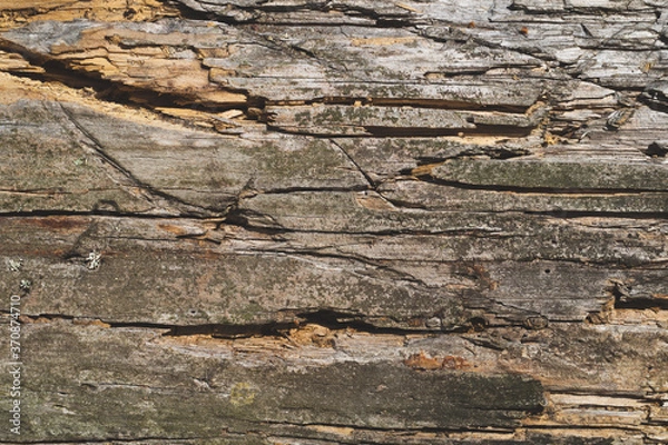 Fototapeta Rough wood surface with cracks and scratches. wooden texture