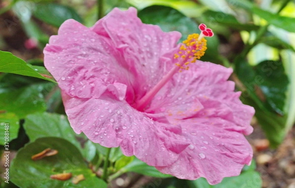 Obraz pink hibiscus flower