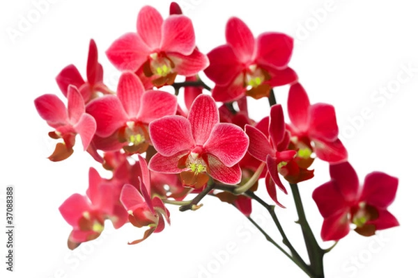 Obraz orchidea na białym tle