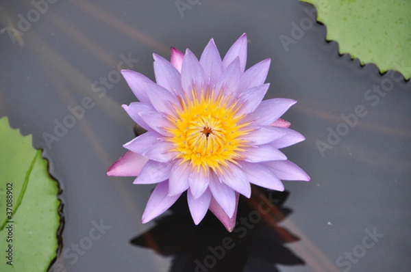 Obraz closeup of purple water lily in a pond